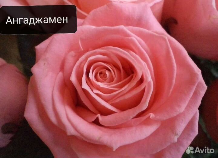 Саженцы роз самые красивые осень 2023г