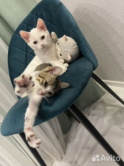 Профессиональный котенок