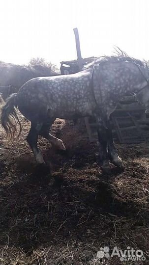 Лошадь жеребец