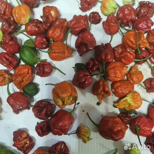 Семена carolina reaper (каролины рипер)