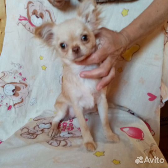 Чихуахуа мальчики и девочки