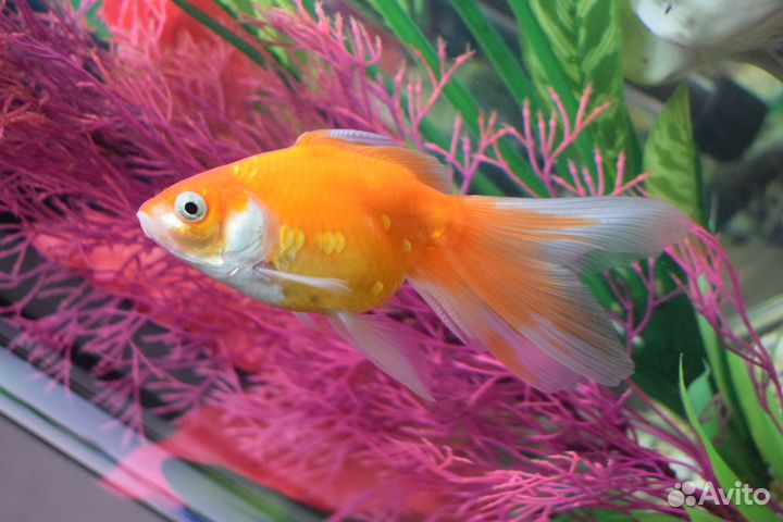 Золотая рыбка вуалехвост
