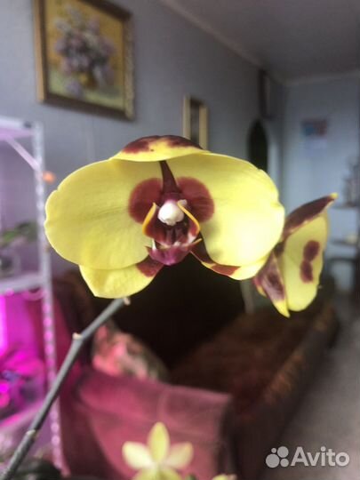 Орхидея фаленопсис Phal. I-Hsin Pudding Puppy