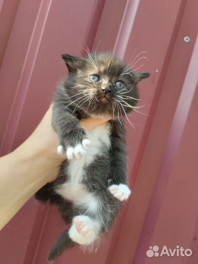 Крысыловы. Доставка