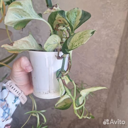 Комнатные цветы