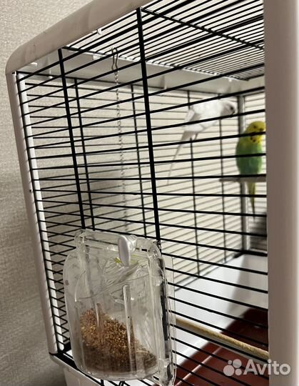 Волнистый попугай