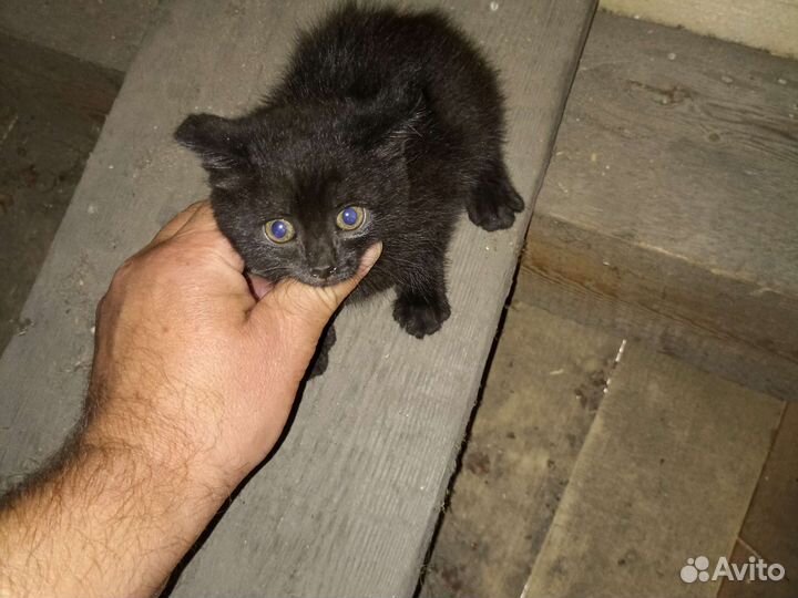 Кошечка в добрые руки