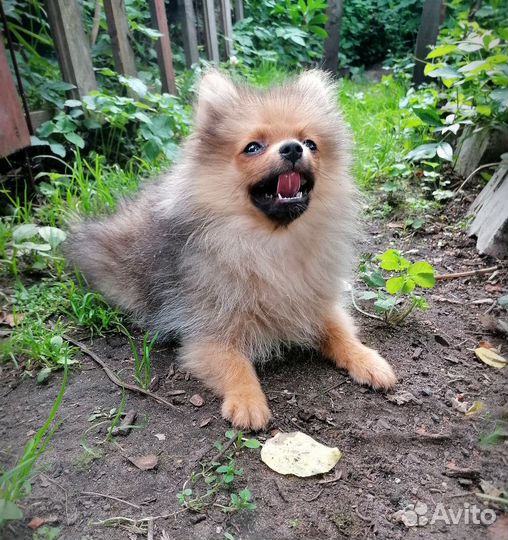 Девочка Лисичка 4мес. Домпитомник Карликовый Шпиц