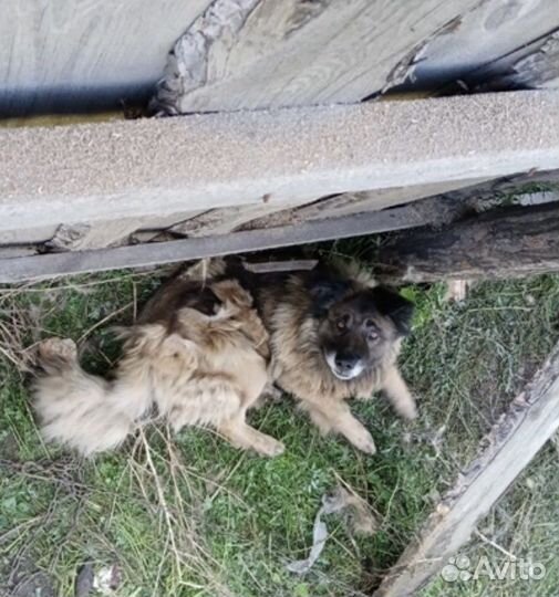 Собака в добрые руки