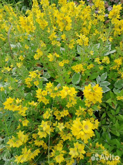 Растения для сада