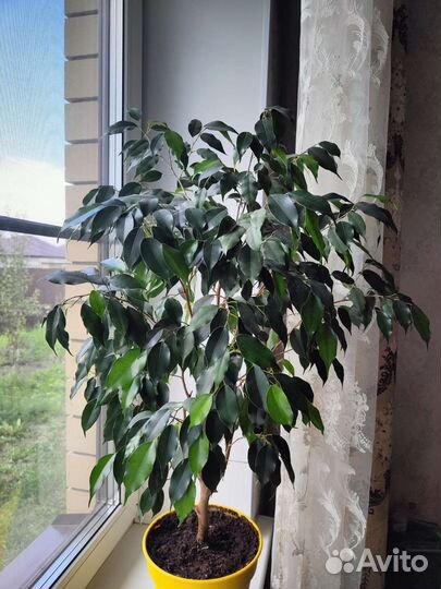 Фикус бенджамина Продажа или обмен