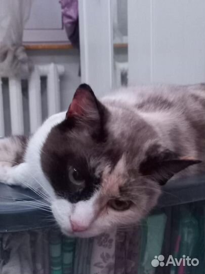 Кошки в добрые руки бесплатно