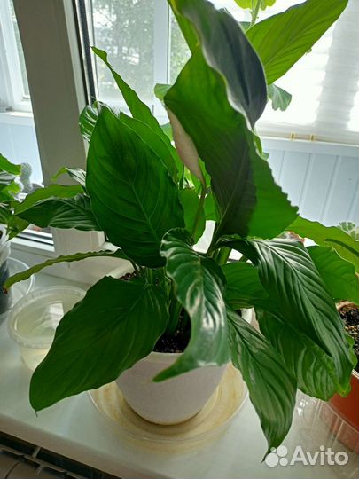 Спатифиллум