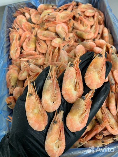Креветки северные 120+