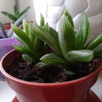 Хавортия (Haworthia Cymbiformis) Льдевидная