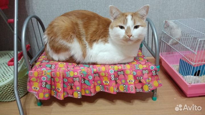 Передержка домашних животных