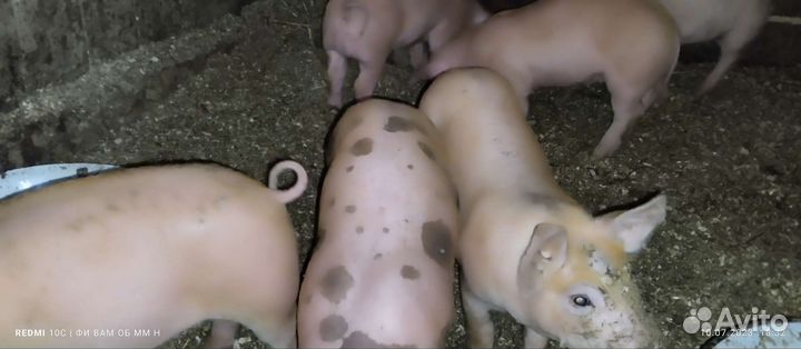 Поросята Пьетрен, Дюрок, Кантор