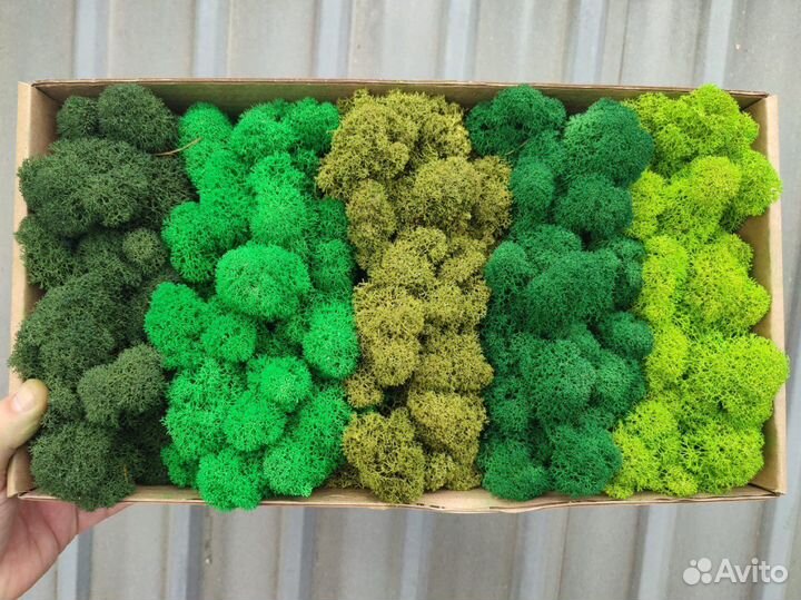 Мох Стабилизированный ягель, кочка, пласт, панно