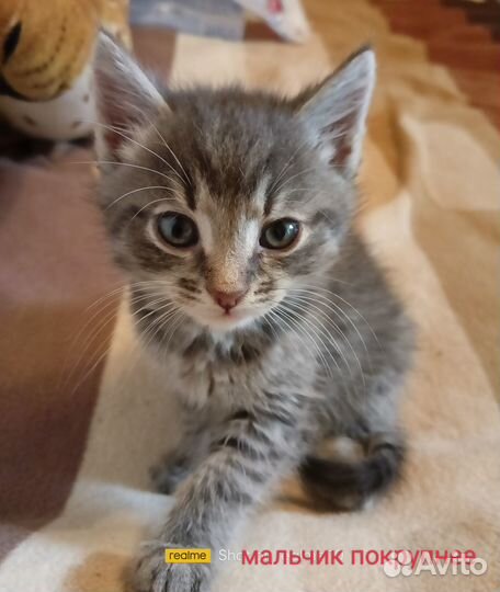 Котята бесплатно