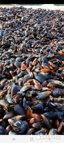 Ракушки от мидий