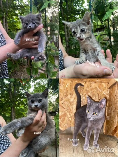 Кошки и котята