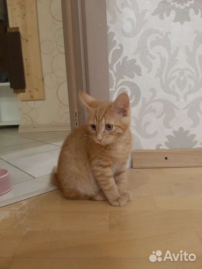 Кошка в дар бесплатно