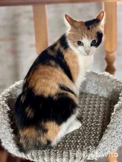 Кошечка на удачу