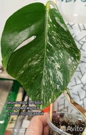 Монстера Альба вар