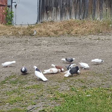 Продаются голуби