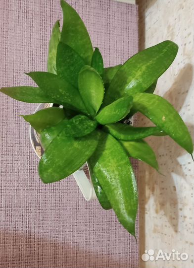 Сансевиерия