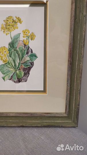 Картина акварель Примулы