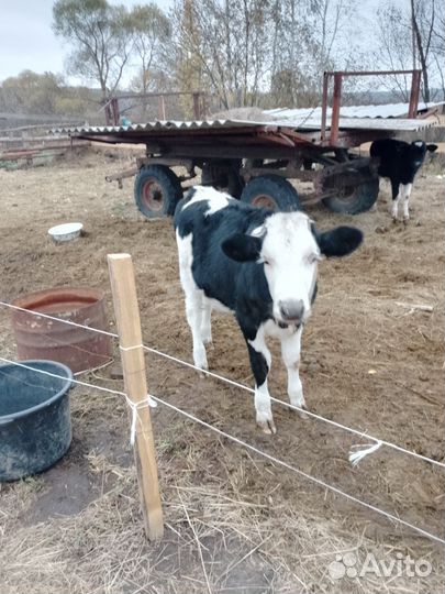 Быки, корова, телочка