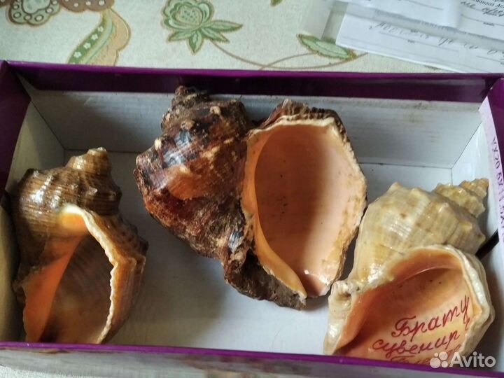 Ракушки морские