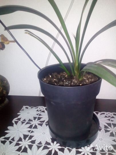 Комнатные цветы