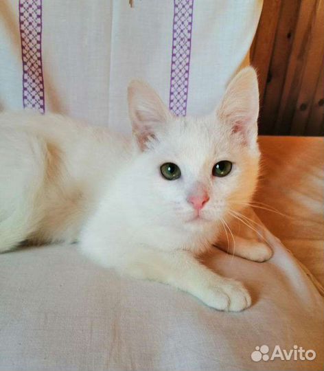 Котенок белая кошка бесплатно