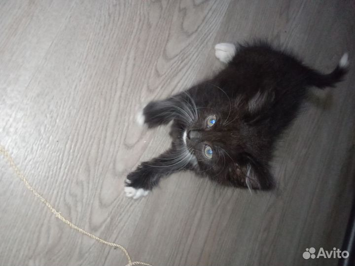 Котенок, чёрно-белый