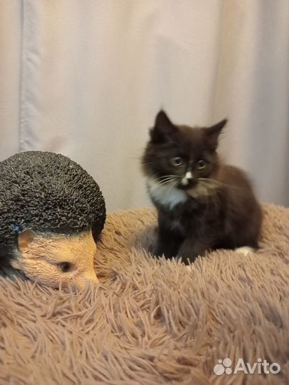 Сибирская кошка бесплатно