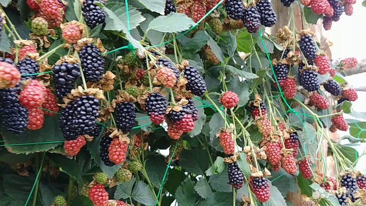 Саженцы ежевики небеса могут подождать