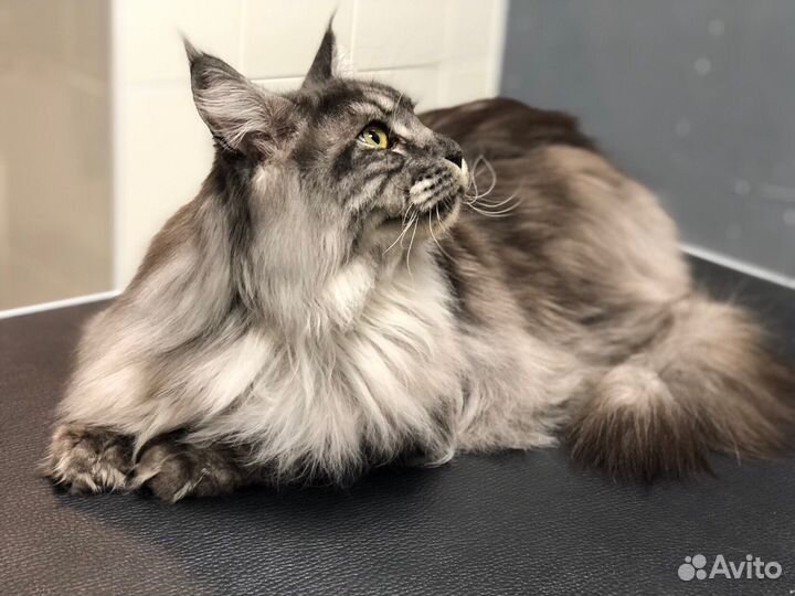 Груминг. Стрижка собак/кошек