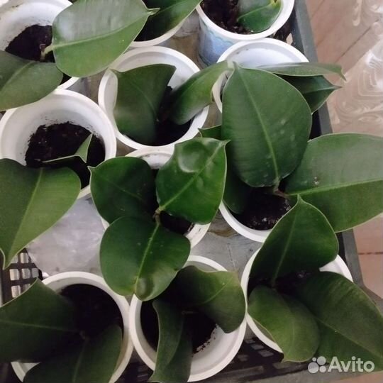 Комнатные цветы