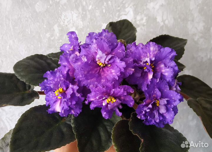 Детки сортовых фиалок