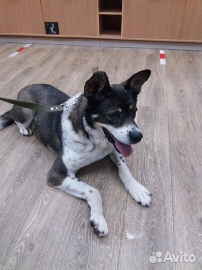 Дине возрастной собаке нужна помощь