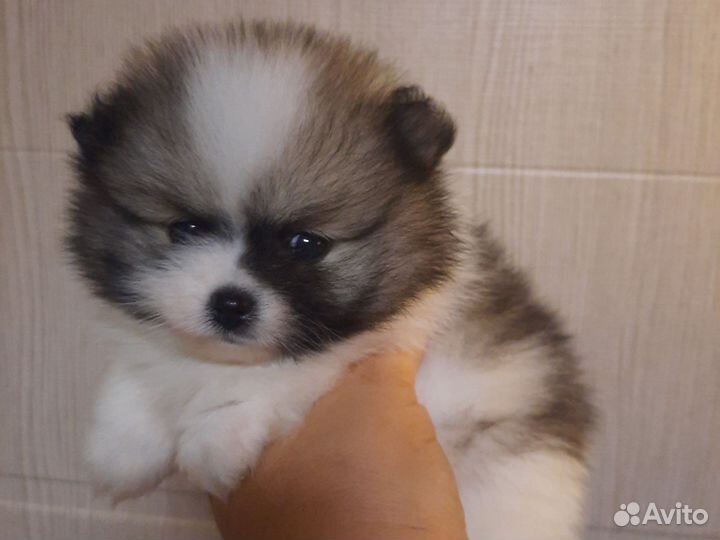 Девон-рекс и шпиц