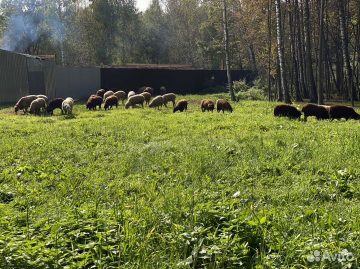 Бараны, курбан байрам, ураза байрам халяль