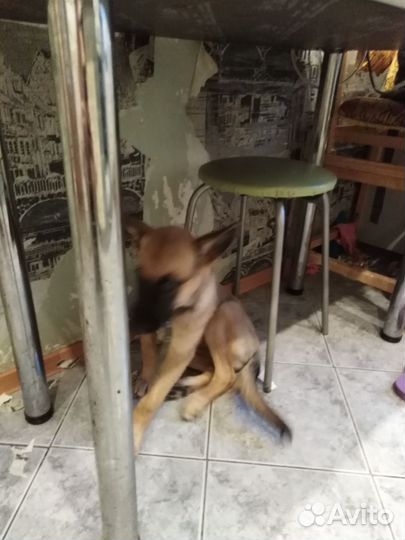 Отдам бесплатно