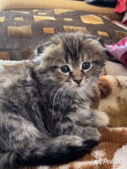 Котята от нашей кошки