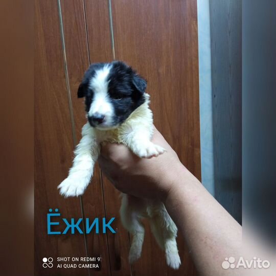 Щенок в добрые руки