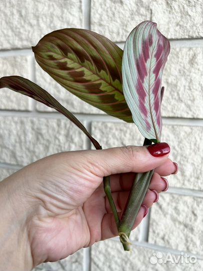 Маранта триколор