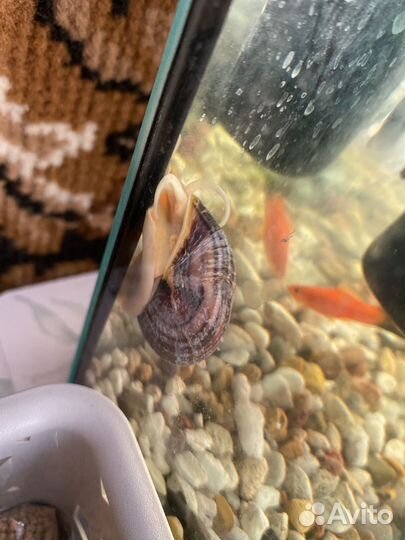 Улитки для аквариума