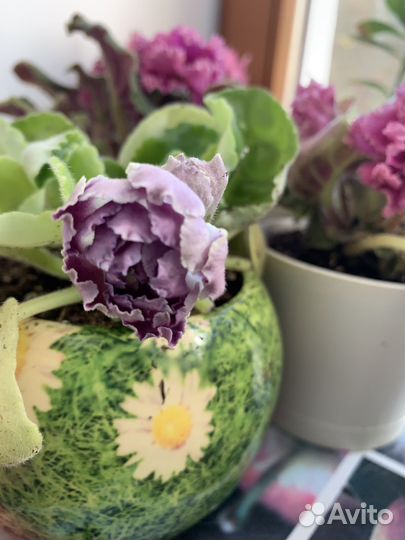 Фиалки сенполии сортовые цветущие